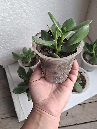 bitkilər: Qalxanqabaqlı sukkulent – “Pul ağacı” (Crassula ovata) şitilləri - — 2