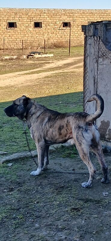 İtlər: Qurdbasar, 1 il, Erkek, Peyvəndli, Ödənişli çatdırılma — 1