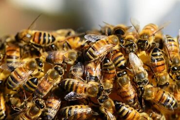 Другие с/х животные: Продаю пчёл! ( порода.карпатка) рамка дадан . четыре расплода одна