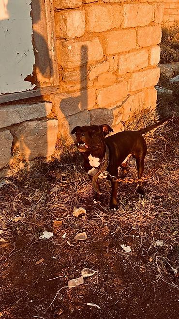 pitbul itləri: Pitbul — 1