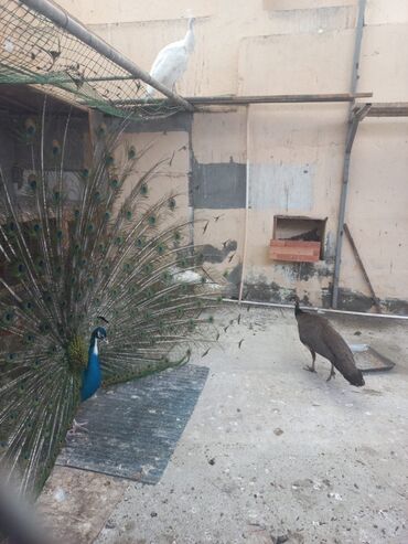 Tovuz quşları: SATILIR‼️ Gəncə ş. Göy rəngli tovuz quşları mövcuddur. Bu quşlar öz — 10