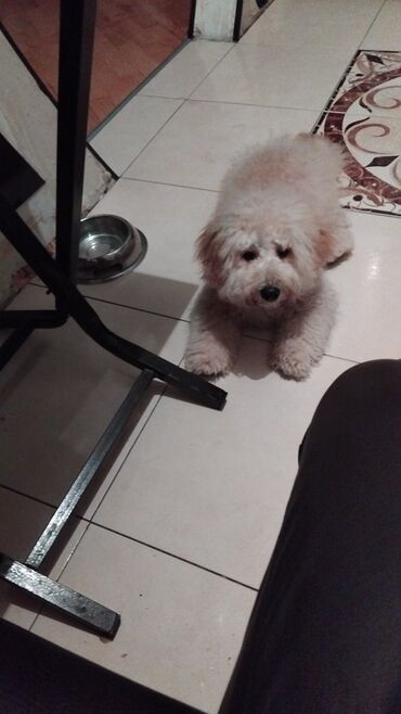 İtlər: Pudel — 5