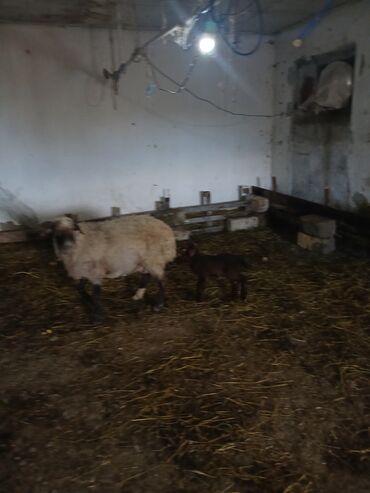 Qoyunlar, qoçlar: Ana bala 380man 3cu qarlndl dogur. bașqa bogaz heyvanlarlmda — 9
