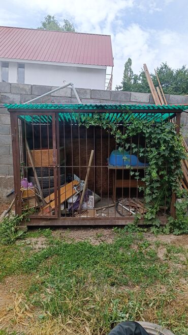 Продажа собак: Алабай, 5 лет, Самец, С родословной