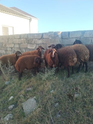 Qoyunlar, qoçlar: 9 baş qala cinsi quzular 3- ü erkək 6 sı Dişidir.öz Həyətimin — 7