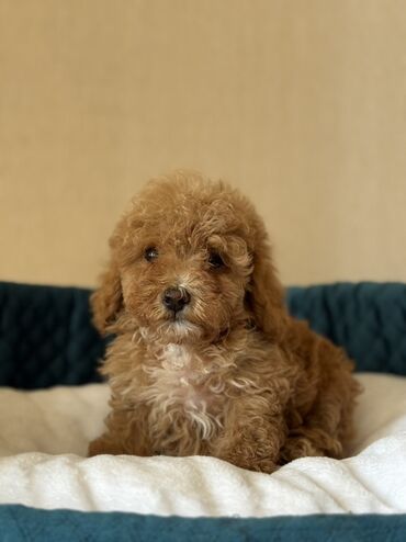 it pitpul: Pudel