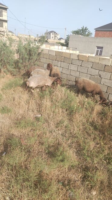 satiliq inekler: Dişi, Qala, il: 2