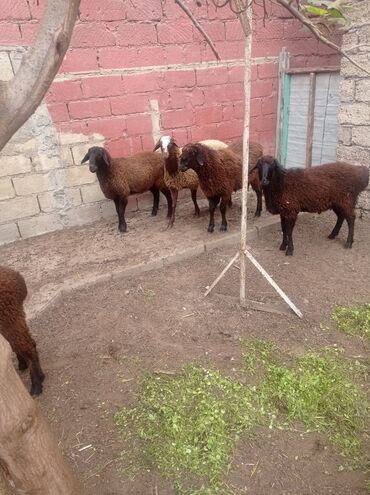 Qoyunlar, qoçlar: Erkək, Qala, il: 1, Damazlıq, Ətlik, Ünvandan götürmə — 5