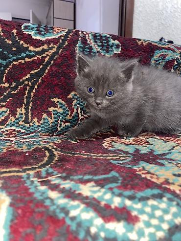 Отдам даром кошку: Кошка бесплатна 🐈🐈‍⬛ Адрес-Акжар — 4