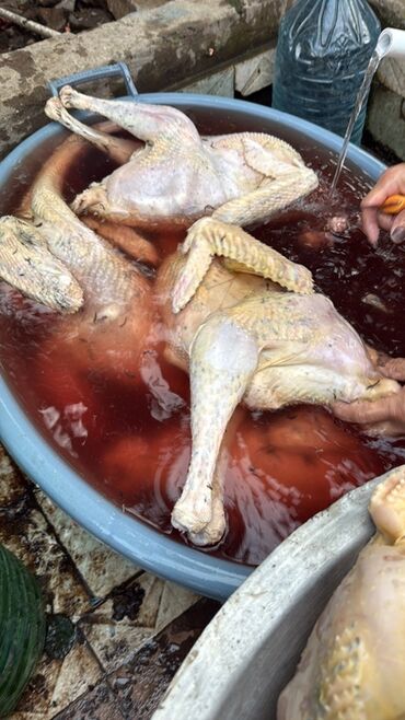 Коровы, быки: Məişət üçün təmizlənmiş kənd hinduskalari - Tam karkasiçalat icinde