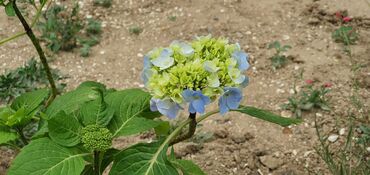 Bağ evlərinin satışı: Bakı, Türkan qəs., 1500 kv. m, 7 otaqlı, Hovuzlu, Qaz, İşıq, Su — 16