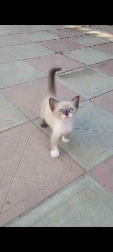 tükü olmayan pişik: Dişi