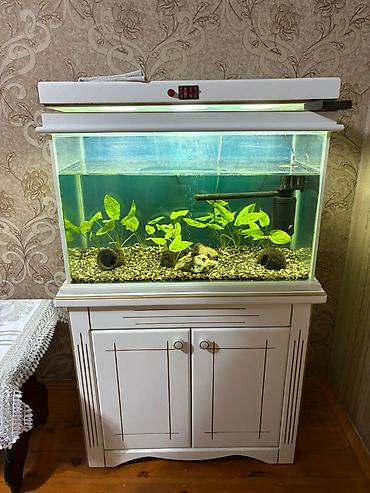 продажа аквариумных рыбок: Akvarium və mebeli satılır. Akvarium ölçüsü 30*45*70 — 2