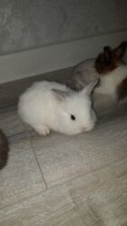 Dovşanlar: Temiz qan xirda sort karlik balalari demey olarki her renqde var -da lalafo.az — 3 Dovşanlar: Temiz qan xirda sort karlik balalari demey olarki her renqde var — 3