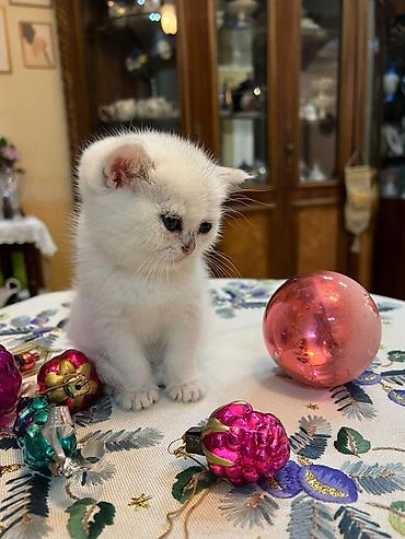 Кошки: Ağ rəngli, mavi gözlü balaca pişik balaları - Cinsə bənzər görünüş — 2