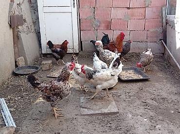 tutuquşu növləri: Xoruz, il: 1, Ünvandan götürmə — 2