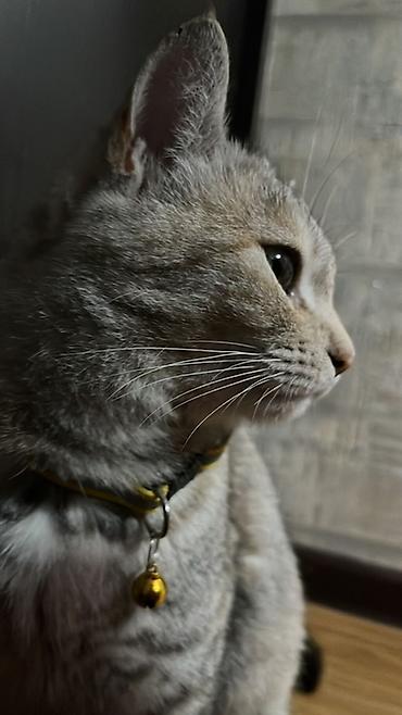 Находка и пропажа кошек: Пропала : Беспородная, Девочка — 12