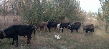 продаю музоо торпок корова самка бык самец айрширская ангус алатауская на забой для разведения на откорм племенные нетель привязанные: Продаю | Тёлка | На откорм | Привязанные