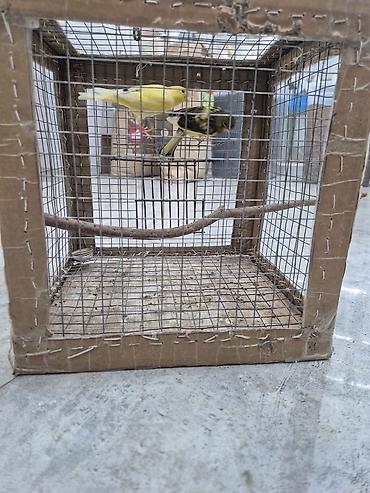 quş adları: Kanareyka cütü və qəfəs dəsti - Növ: Kanareyka (iki quş – biri sarı — 1