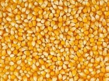 саженцы ореха: Семена и саженцы Кукурузы, Самовывоз