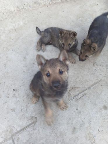 dog argentinian: 1 ay, Erkək, Ödənişli çatdırılma — 2