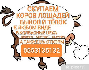 швиц бычки: Скупка сельскохозяйственного скота для колбасного производства и на — 2