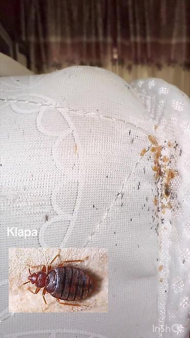 Bütün növ həşəratlara qarşı dərmanlama işləri aparırıq. Gördüyümüz hər lalafo.az -da Bütün növ həşəratlara qarşı dərmanlama işləri aparırıq. Gördüyümüz hər