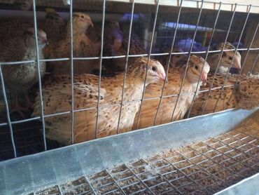 цыплята перепелов купить: Продам перепелов