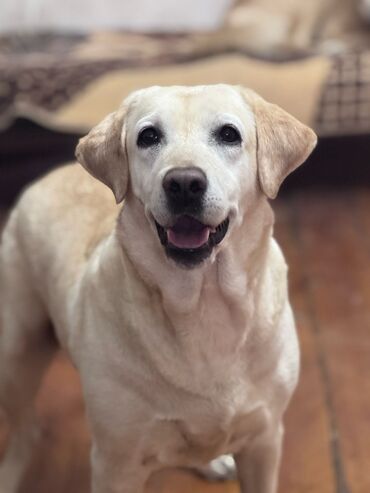 sahiblənmə: Labrador-retriver, 5 il, Dişi, Peyvəndli, Ödənişli çatdırılma