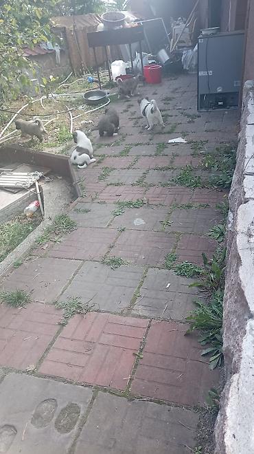 pisik su qabi: Kanqal, 2 ay — 1