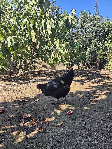 mal satisi: Toyuq, Australorp, Damazlıq — 7