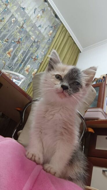 объявления о найденных животных: 🐾 Ищет дом малышка-котёнок! 🐾 Нашли крошку прямо на проезжей части —