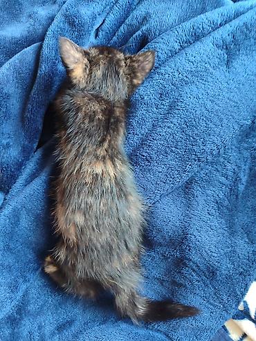 возьму котенка бесплатно: Кошка даром: Беспородная, 1 месяц, Девочка, Метис, Приучена к лотку, С прививками — 2