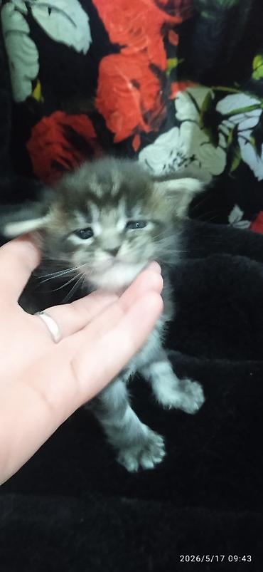 Продажа кошек: Мейн-кун, 1 месяц, Мальчик at lalafo.kg — 8 Продажа кошек: Мейн-кун, 1 месяц, Мальчик — 8