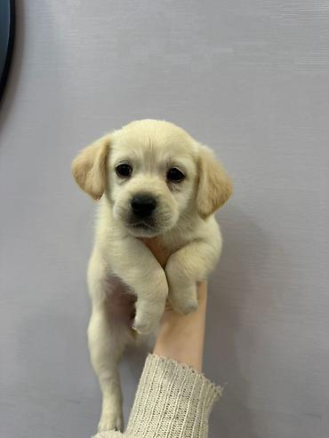 İtlər: Retriever, 2 ay — 3