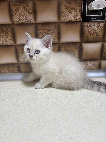 Pişiklər: Şotland — 9