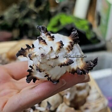 Аквариумы: Разные ракушки! Бишкек
от 50 и выше — 4