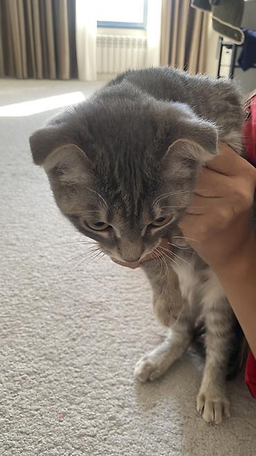Продажа кошек: Шотландский вислоухий котенок (Scottish Fold), окрас серебристый — 3