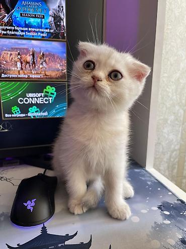 Pişiklər: Siam, Erkək, Dişi, Yaxşı əllərə, Ünvandan götürmə, Pulsuz çatdırılma, Ödənişli çatdırılma — 11