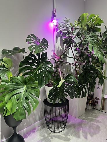 Монстеры: Распродажа цветов связи с переездом. делициоза (Monstera deliciosa) — — 5
