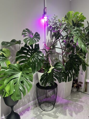 саженцы эжемалины: Монстера делициоза (Monstera deliciosa) – крупное