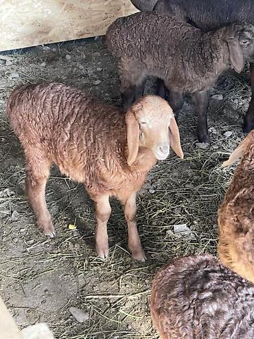 Баран, овца: Продаю | Овца (самка) | Арашан, Гиссарская | Для разведения | Матка, Ягнившаяся — 4