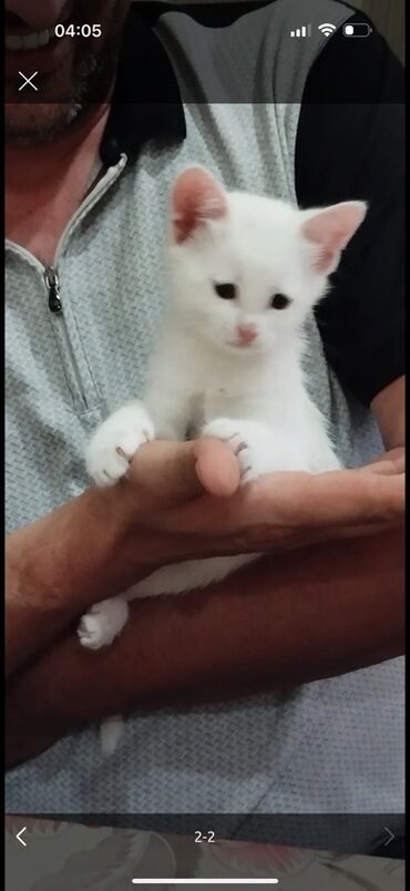 pişik sahiblendirmek: Ağ rəngli balaca pişik balası - Tamamilə ağ tüklü, yumşaq və sıx yun