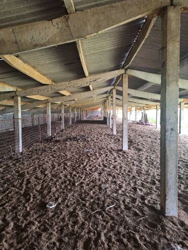 Сельхоз предприятия: Продаю Кошара, 800 соток, Действующий, С оборудованием — 10
