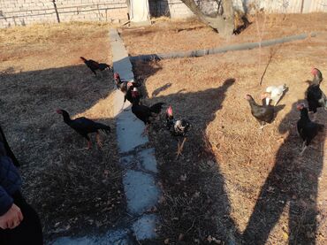 Куры, петухи: Продаю | Петух | Дакан, Бойцовая | Для разведения, Для боев — 3