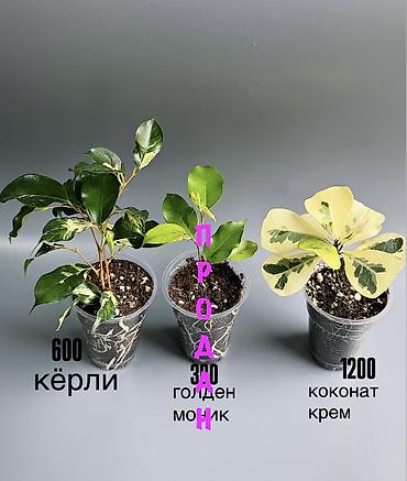 plant: 🌿 Любителям красивых фикусов посвящается! В продаже молодые сортовые — 5