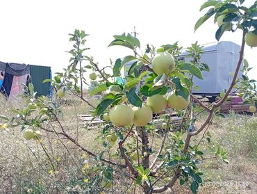 Продажа домов: Дача, 300 м², 2 комнаты, Собственник — 11