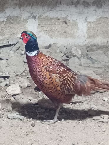 quşu: Digər quşlar