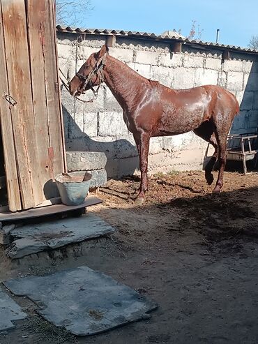 маленький лошадь: Продаю | Жеребец | Дончак | Конный спорт | Племенные