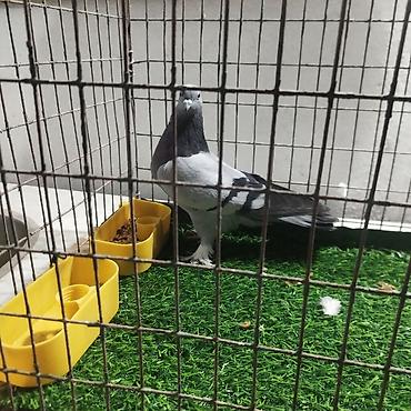 Другие с/х животные: Породистые декоративные голуби. Описание: - Порода — 14